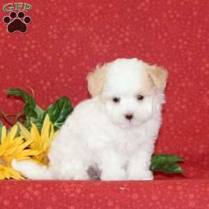 Lilly, Maltipoo Puppy